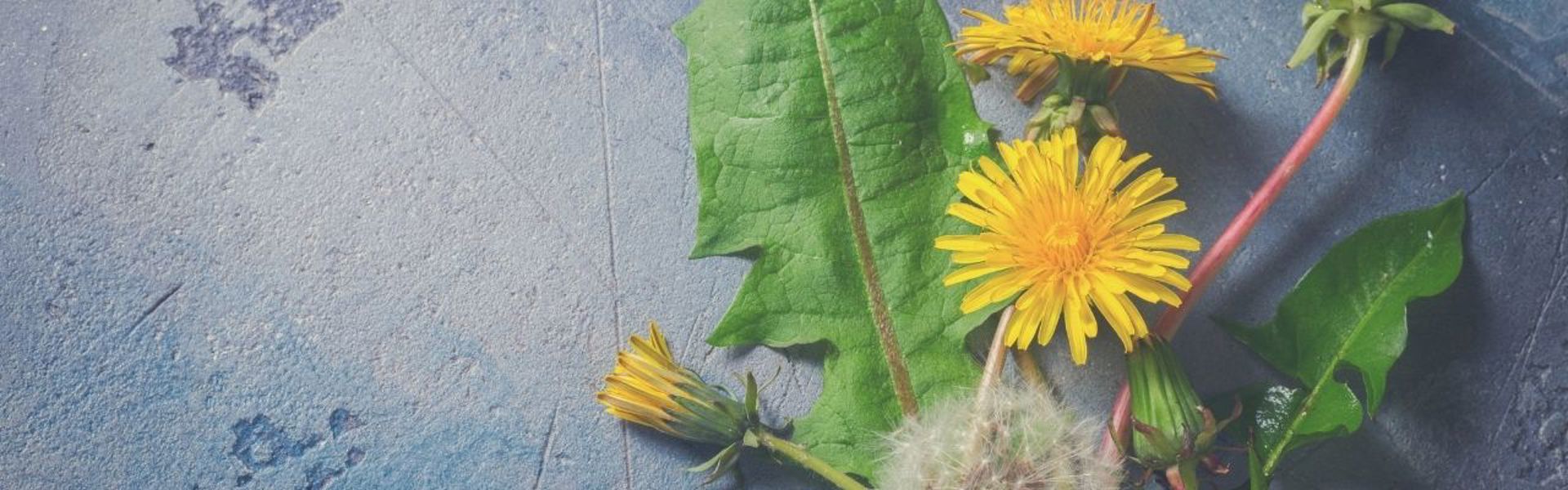 Allotment Diaries Part 22 Dandelion Uses & Dahlia Supports IMAGE